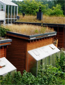 Green roofs reduce storm water run-off. (Photo: Saara Pellikka 2013)